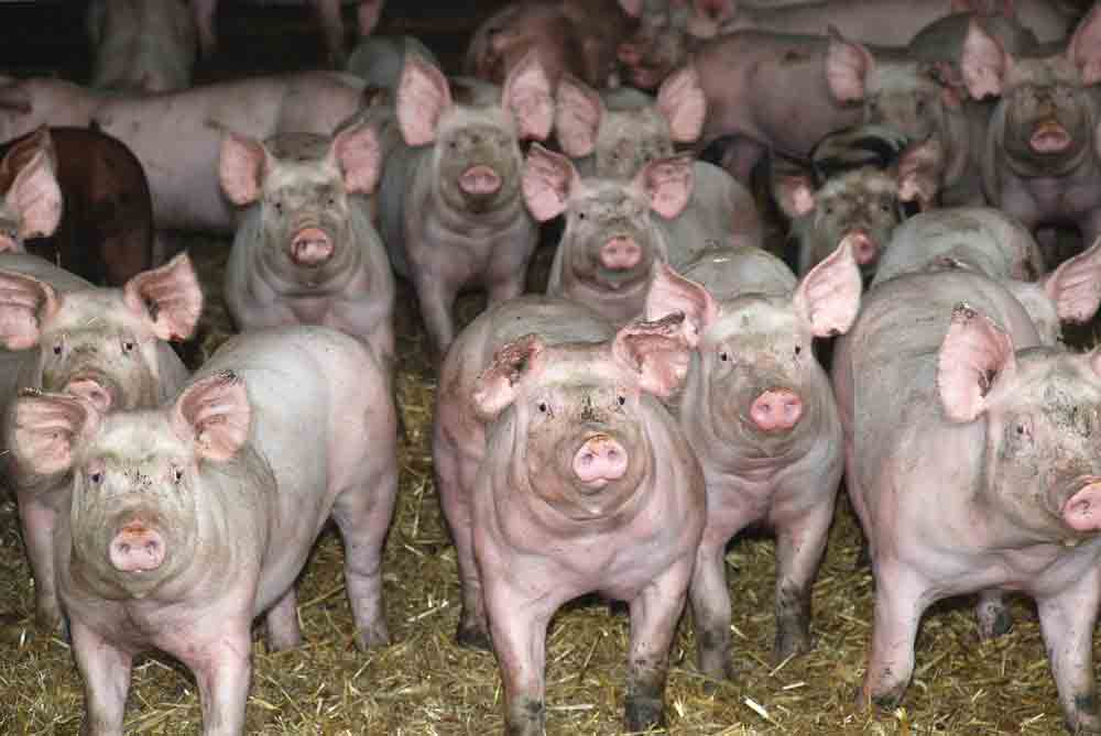 
          Revue des marchés du 13 Mars 2020 : Le porc