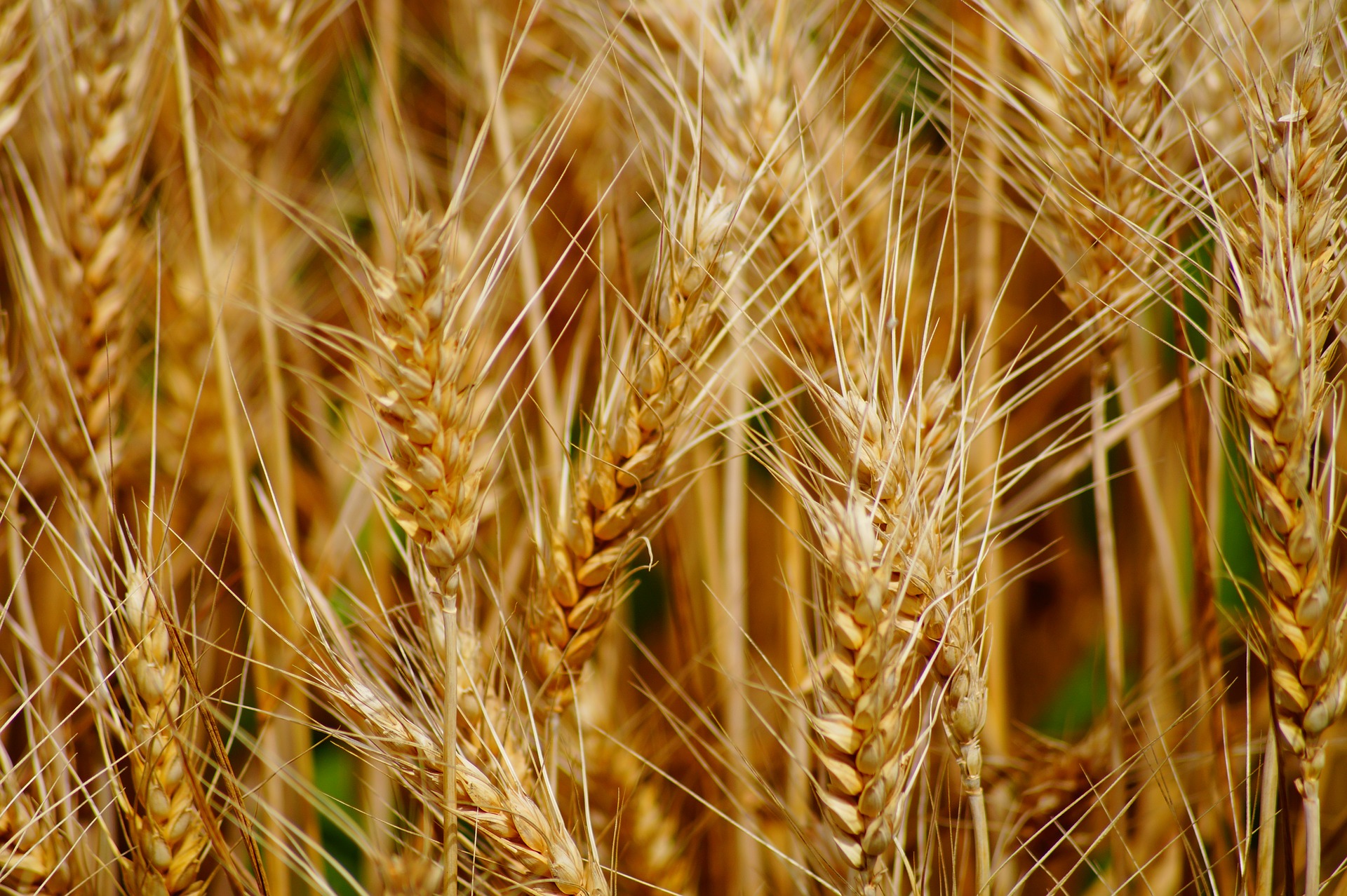 
          Revue des marchés du 16 Mars 2020 : Le blé