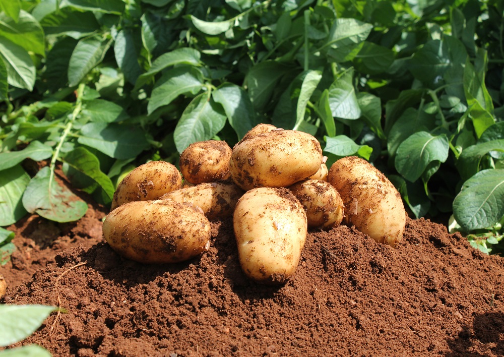 
          Réussir sa culture de pommes de terre : Le buttage, un geste simple mais efficace