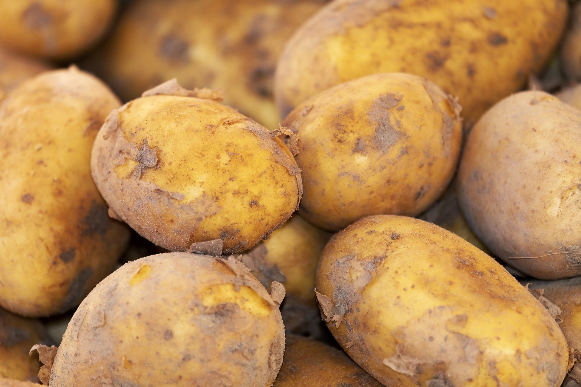 
          Maladies et ravageurs de la pomme de terre