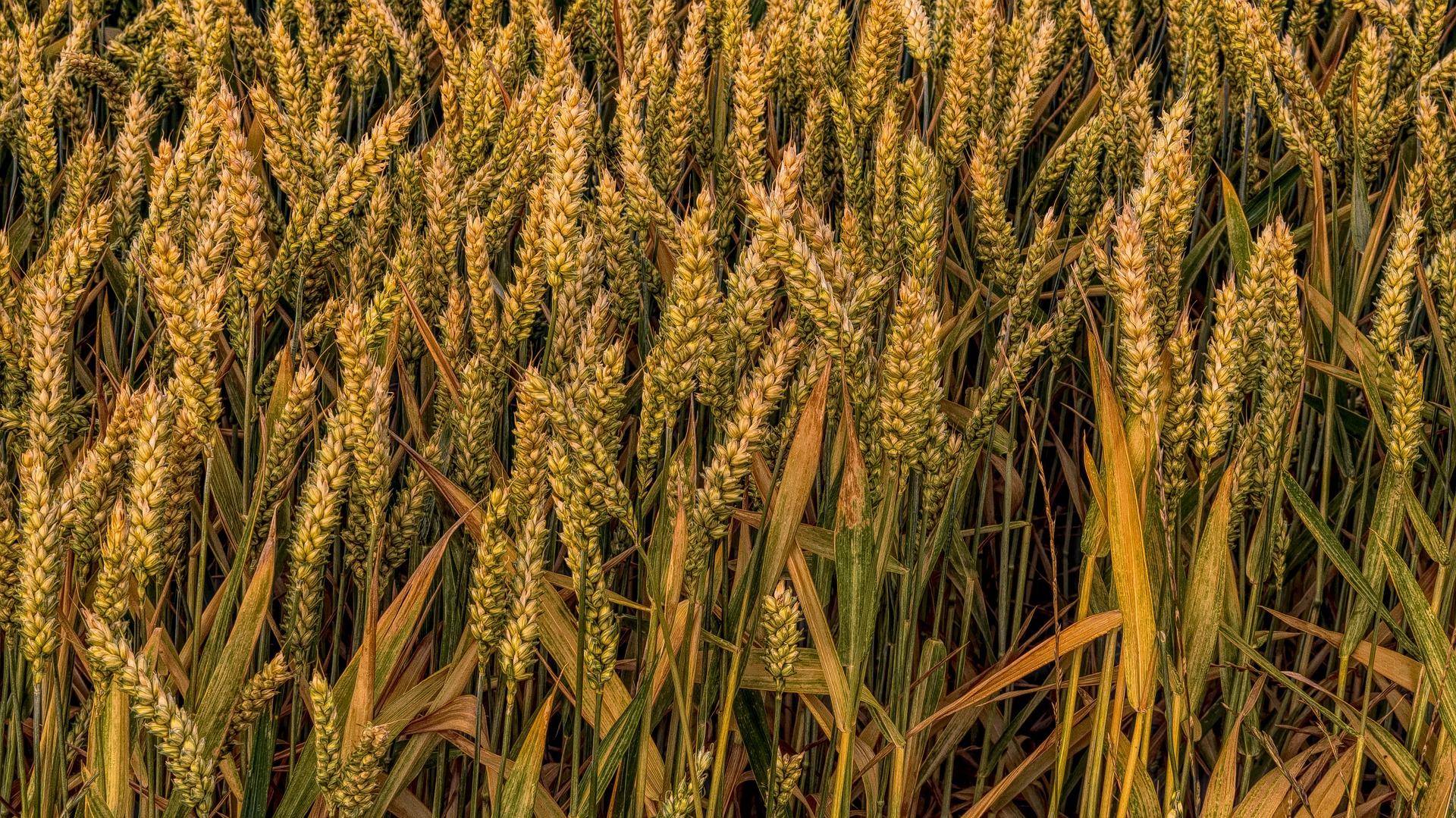 
          Revue des marchés du 18 Mars 2020 : Le blé