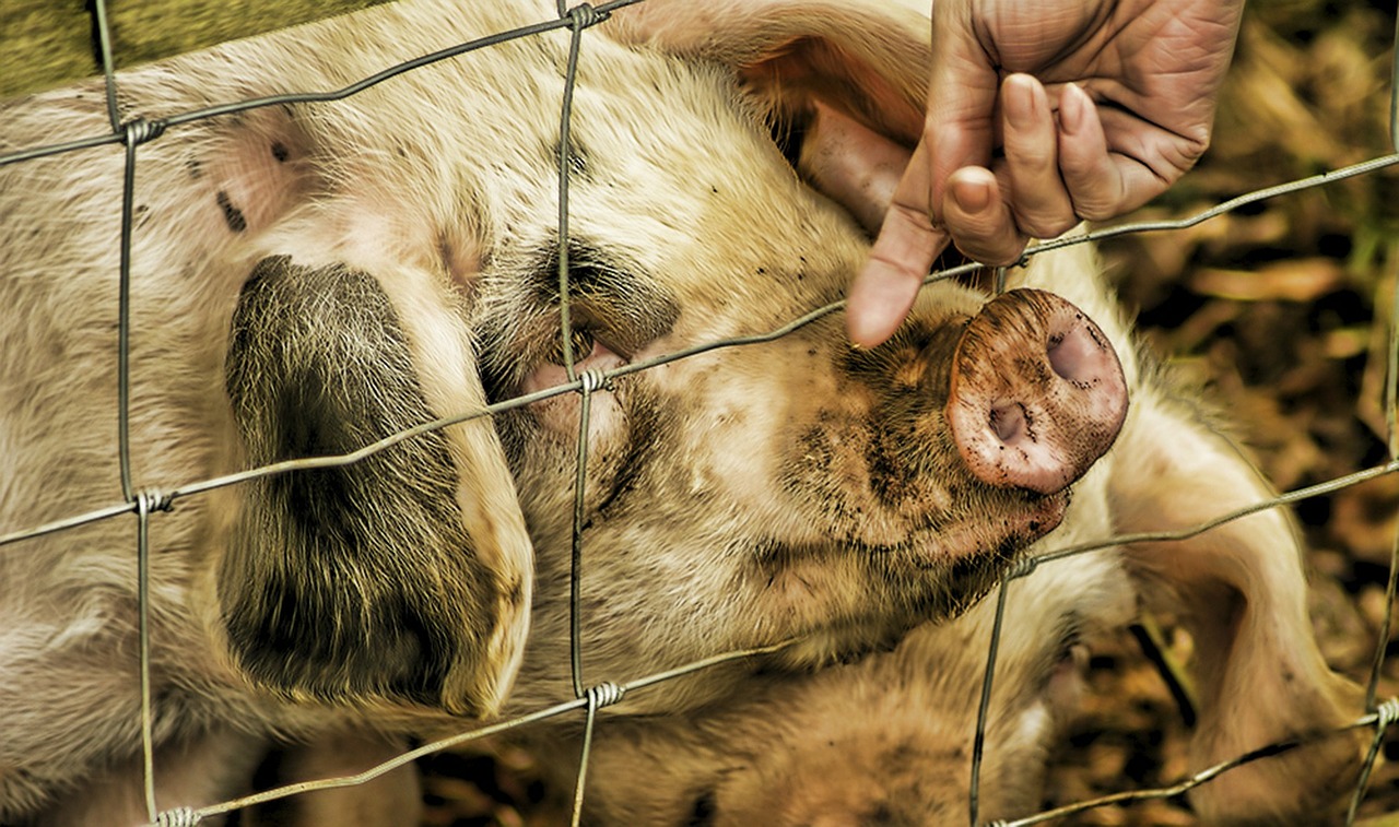 
          Revue des marchés du 20 Mars 2020 : Le porc