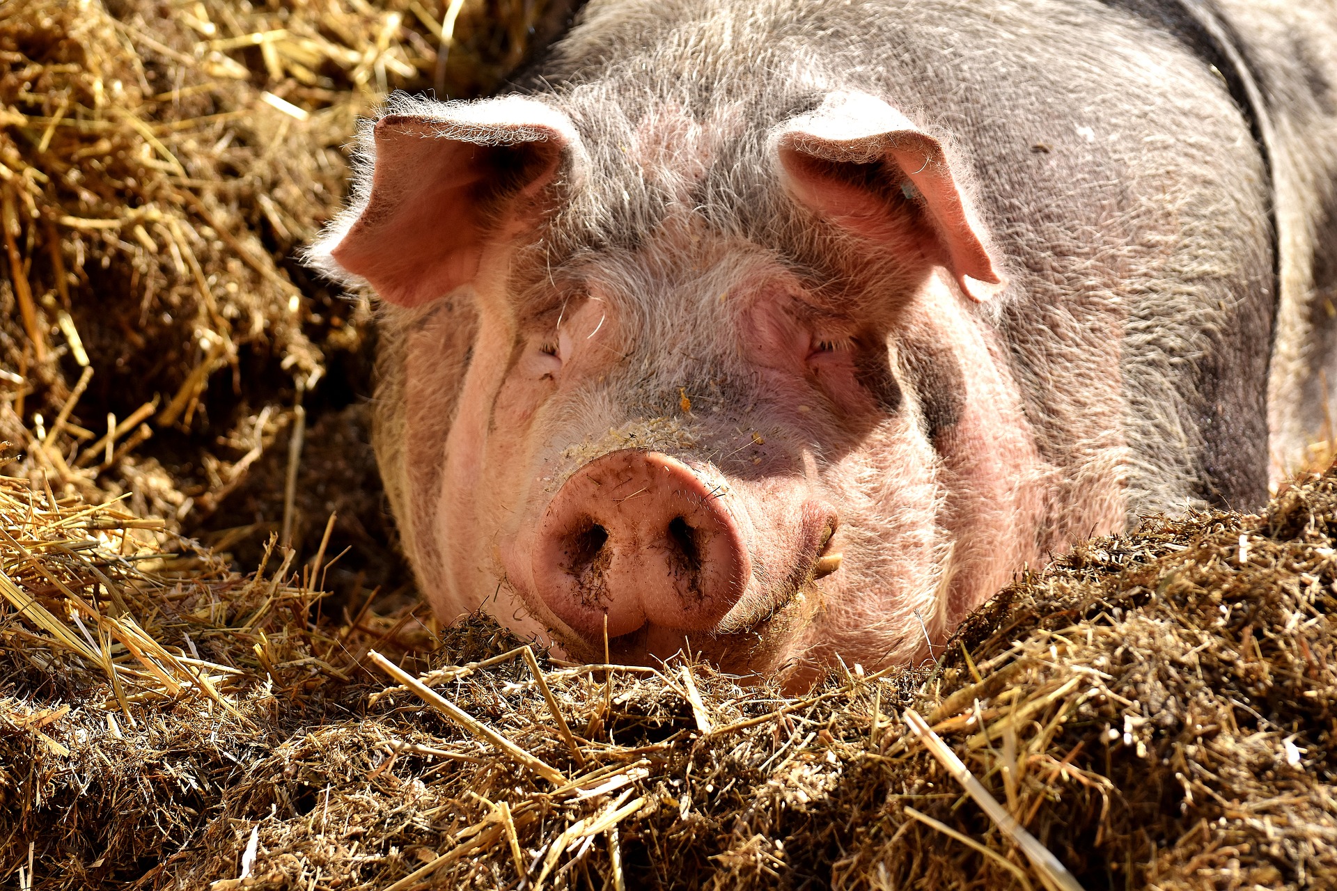 
          Revue des marchés du 23 Mars 2020 : Le porc