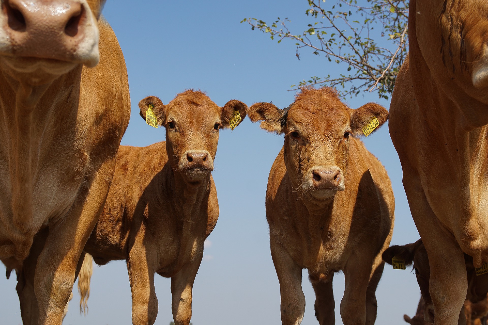 
          Revue des marchés du 25 Mars 2020 : Le bœuf