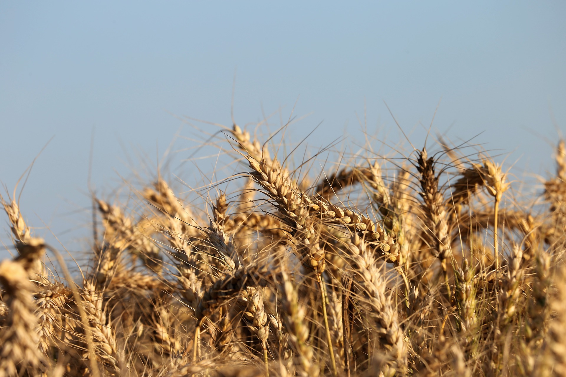 
          Revue des marchés du 25 Mars 2020 : Le blé