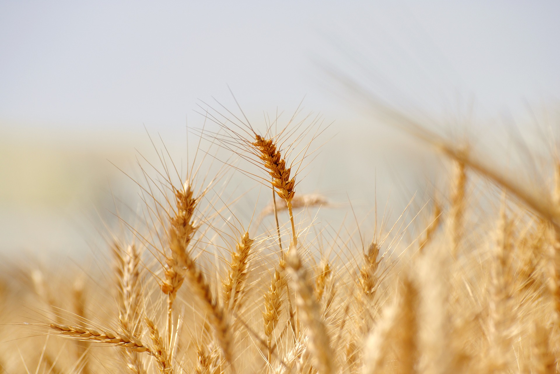 
          Revue des marchés du 26 Mars 2020 : Le blé