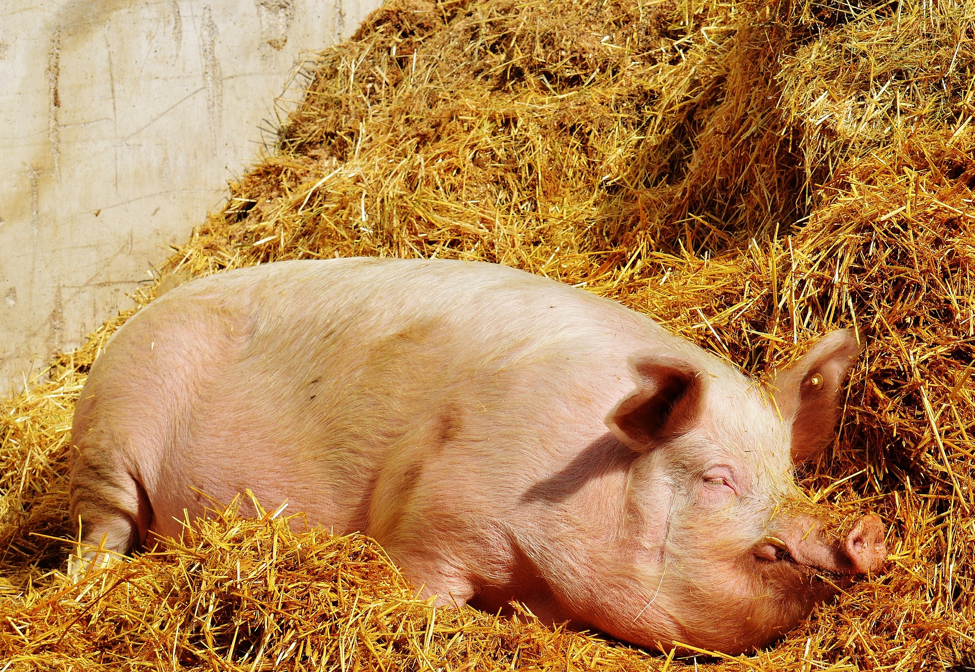 
          Revue des marchés du 27 Mars 2020 : Le Porc