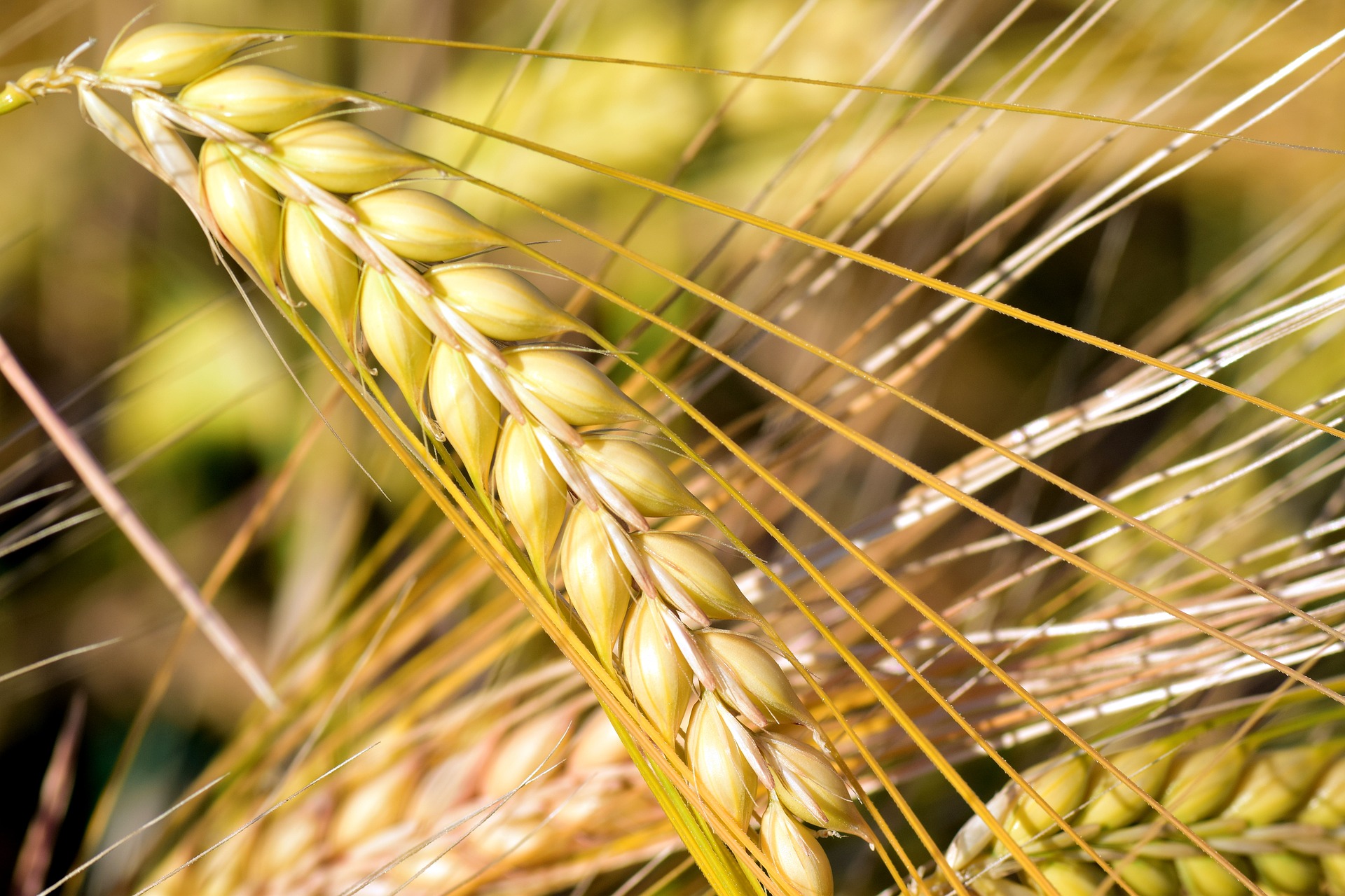
          Revue des marchés du 31 Mars 2020 : Le blé