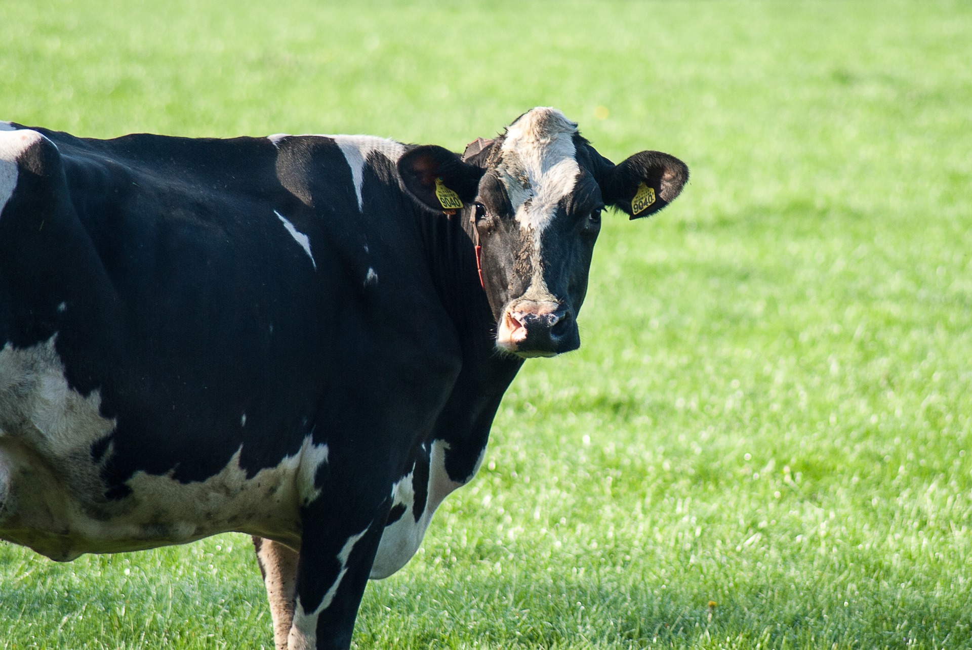 
          Revue des marchés du 2 Avril 2020 : Le bœuf