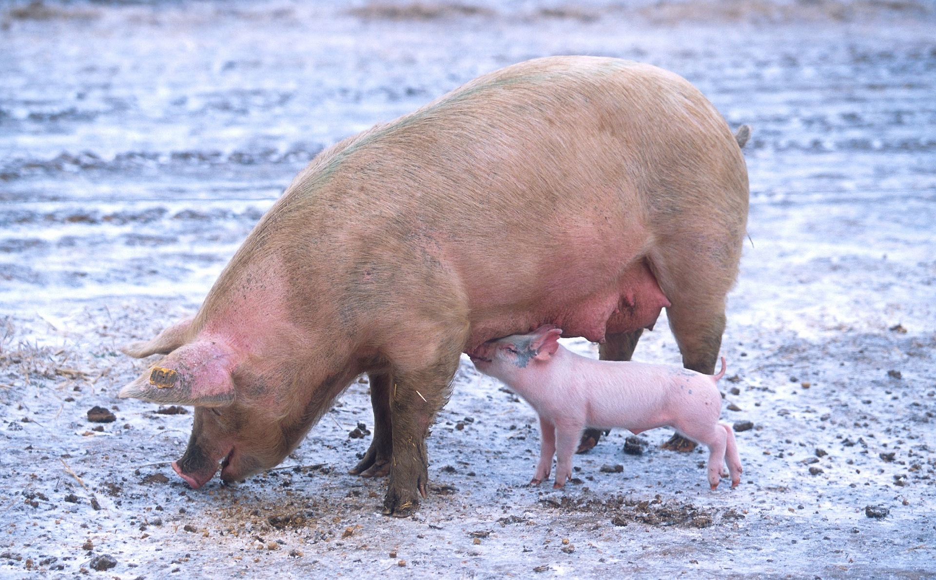 
          Revue des marchés du 2 Avril 2020 : Le porc