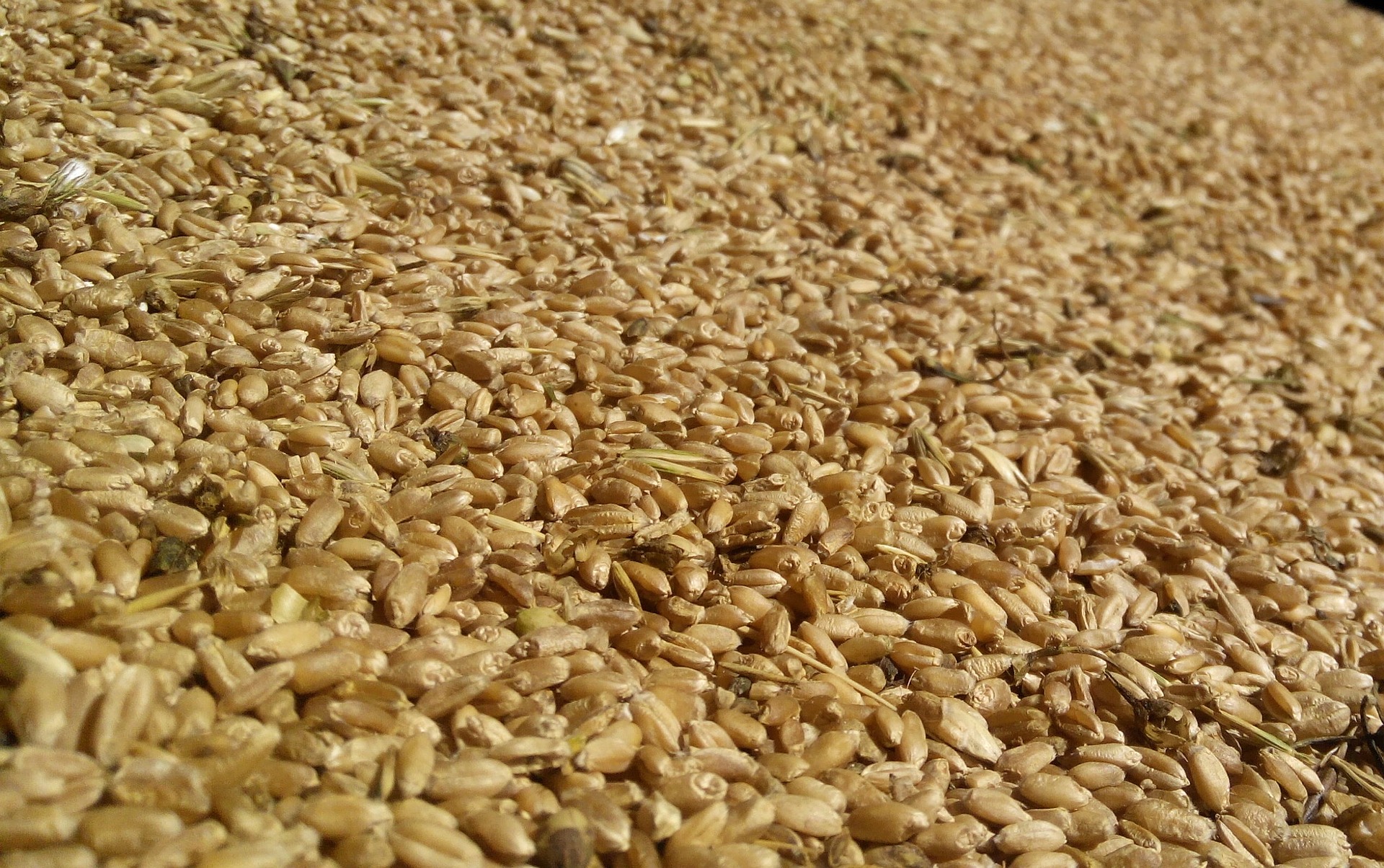 
           Revue des marchés du 6 Avril 2020 : Le blé