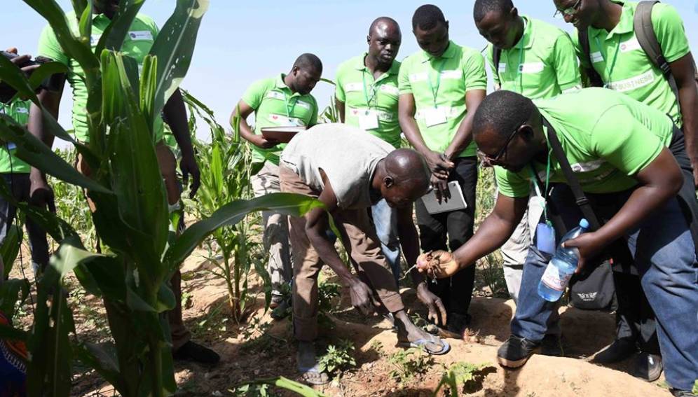 
            Au Mali; de nouvelles variétés de cultures en ligne de mire