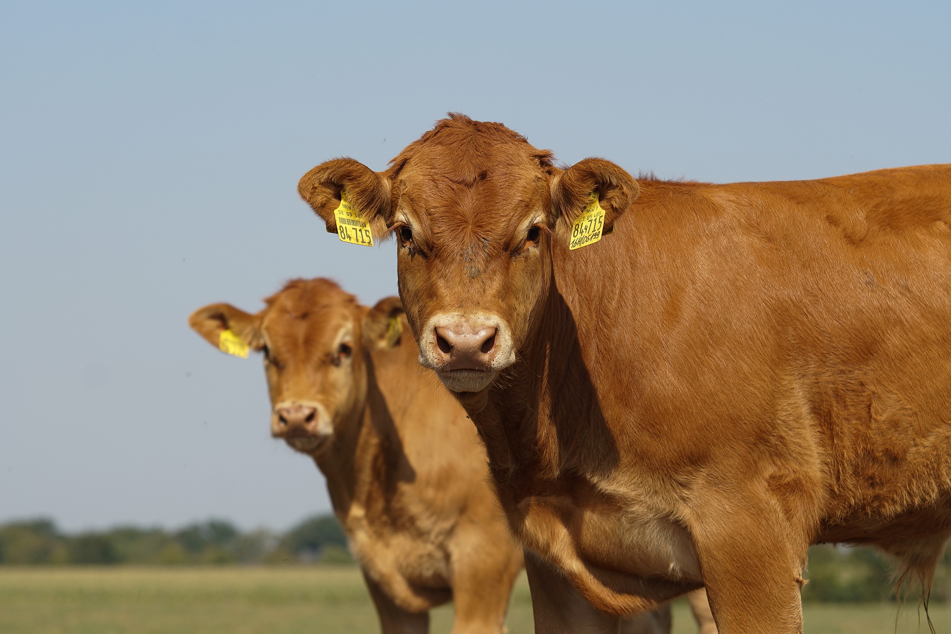 
          Revue des marchés du 15 Avril 2020 : Le bœuf