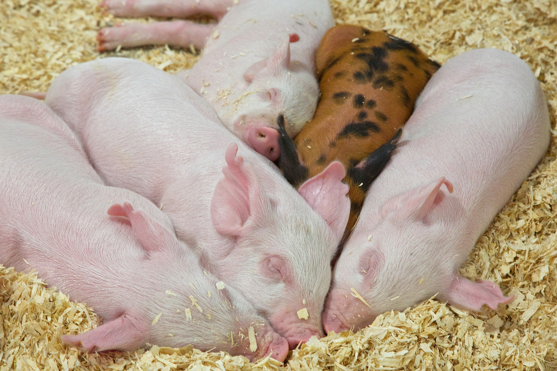 
          Revue des marchés du 27 Avril 2020 : Le porc