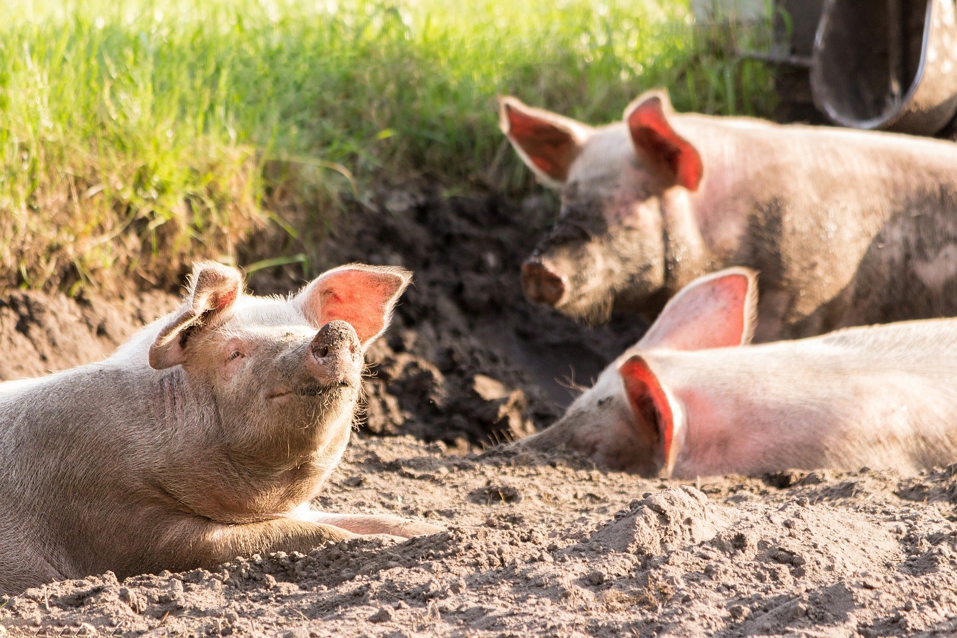 
          Revue des marchés du 29 Avril 2020 : Le porc