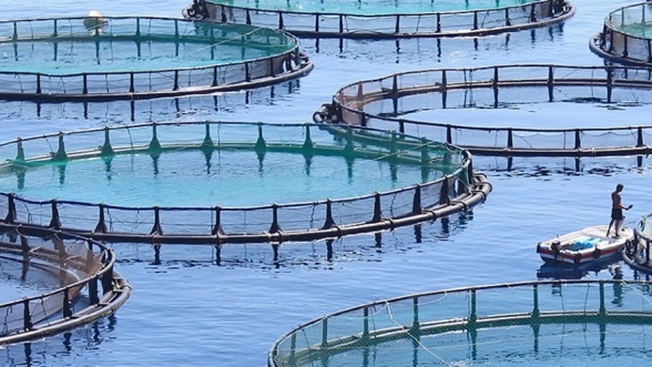 
          Pour le développement de l’aquaculture au Maroc, la FAO et le Ministère de l’agriculture du pays pilotent ensemble un projet à plus de 2,5 milliards de dollars