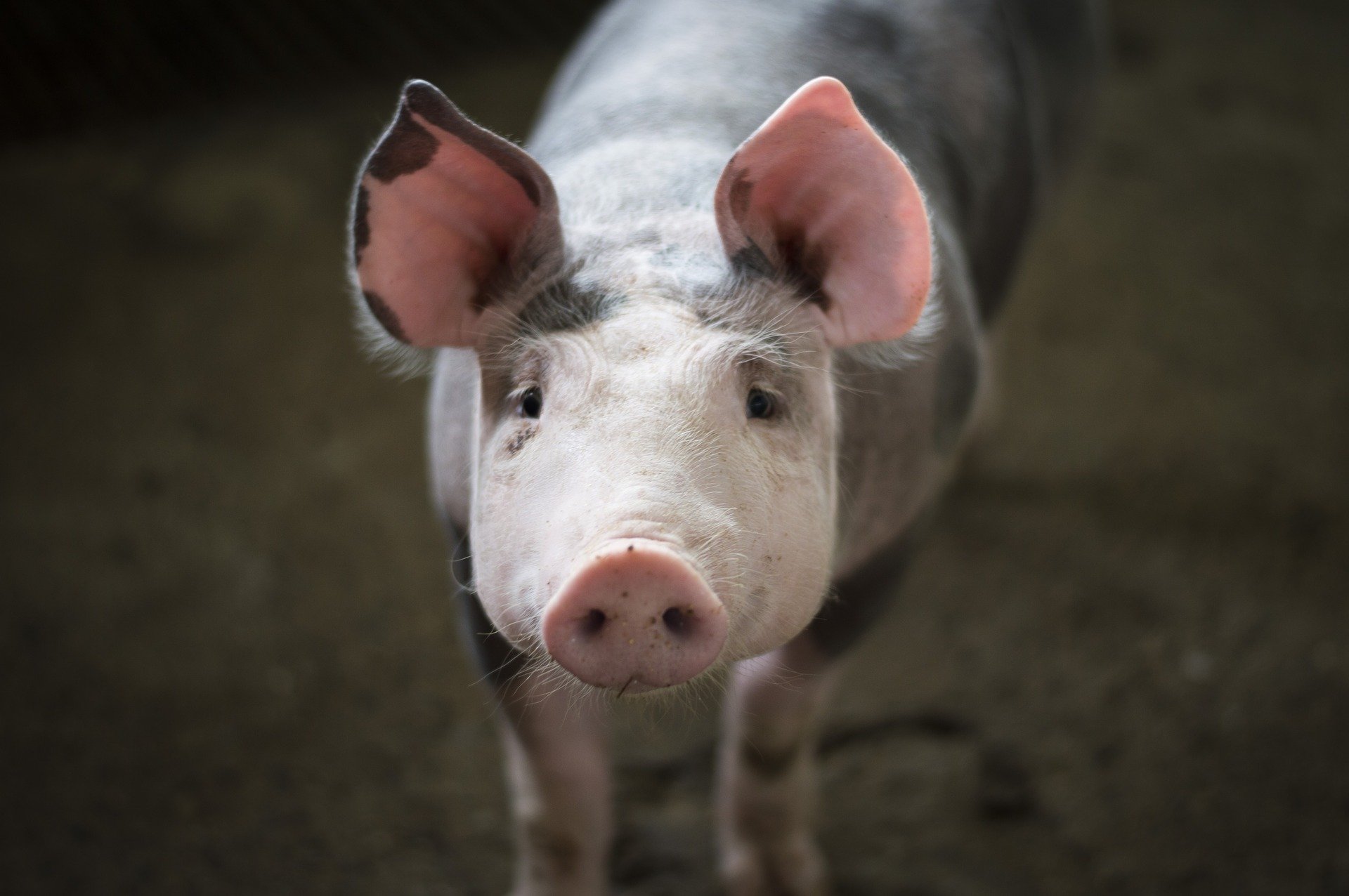 
          Revue des marchés du 04 Mai 2020 : Le porc