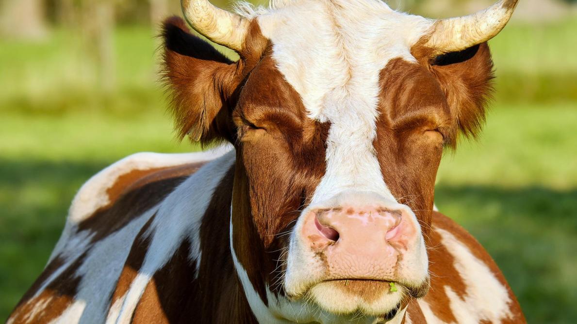 
          Les éleveurs laitiers mèneront des actions en différents endroits d’Europe le 7 mai