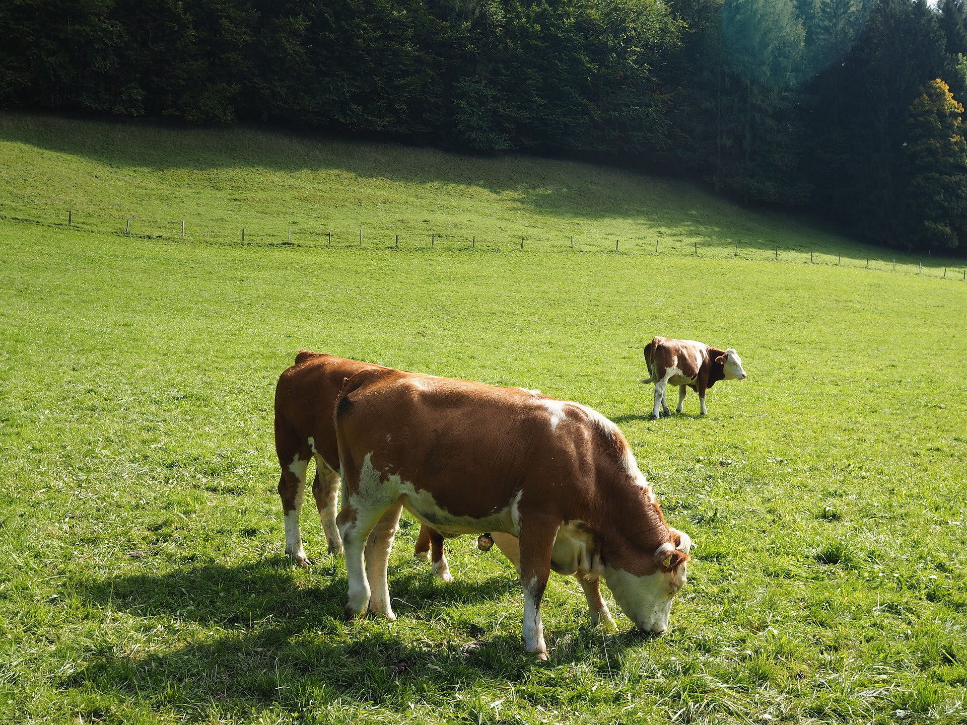 
          Revue des marchés du 7 Mai 2020 : Le bœuf