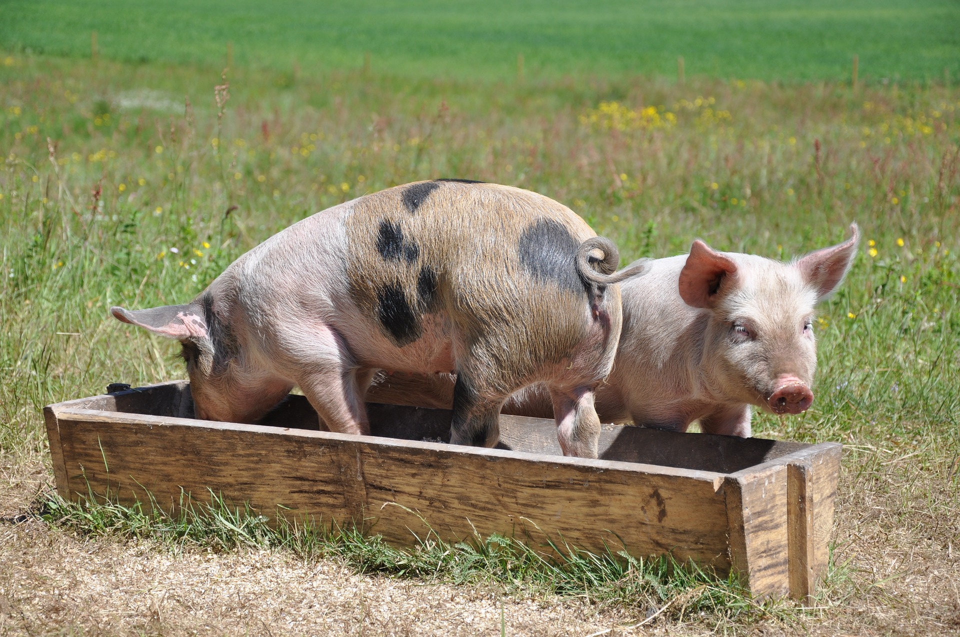 
          Revue des marchés du 7 Mai 2020 : Le porc