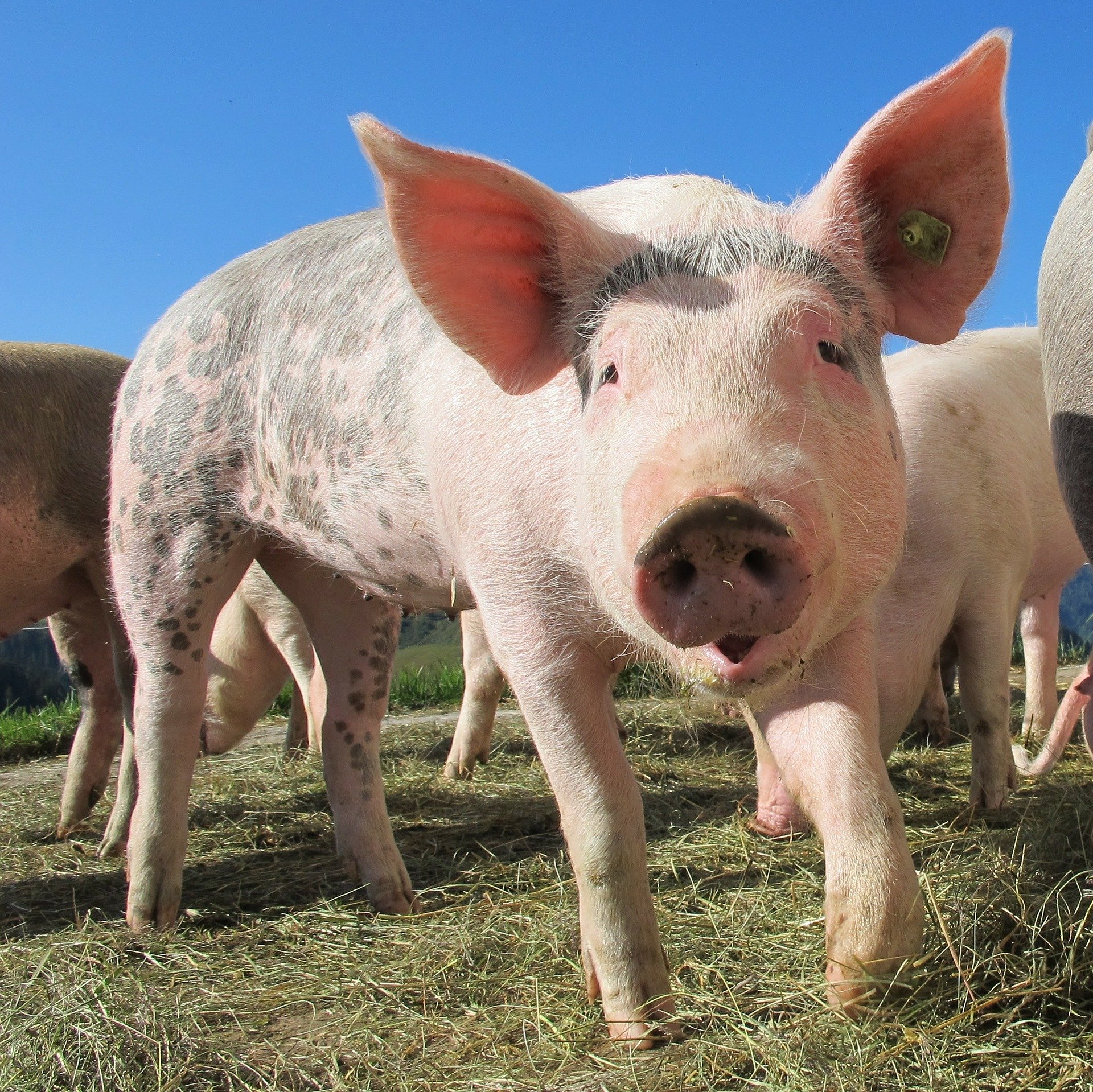 
          Revue des marchés du 7 Mai 2020 : Le porc