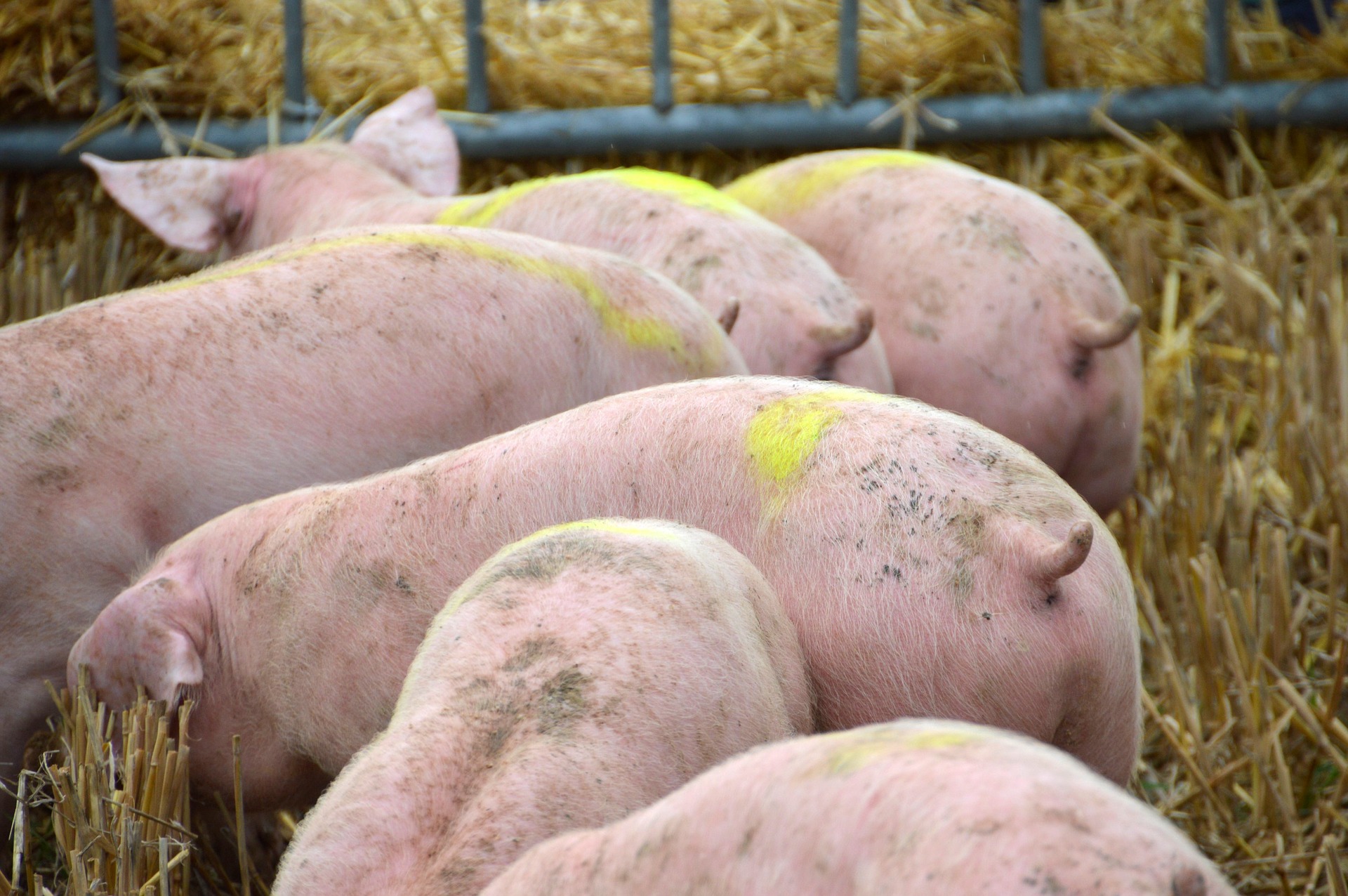 
          Revue des marchés du 11 Mai 2020 : Le porc