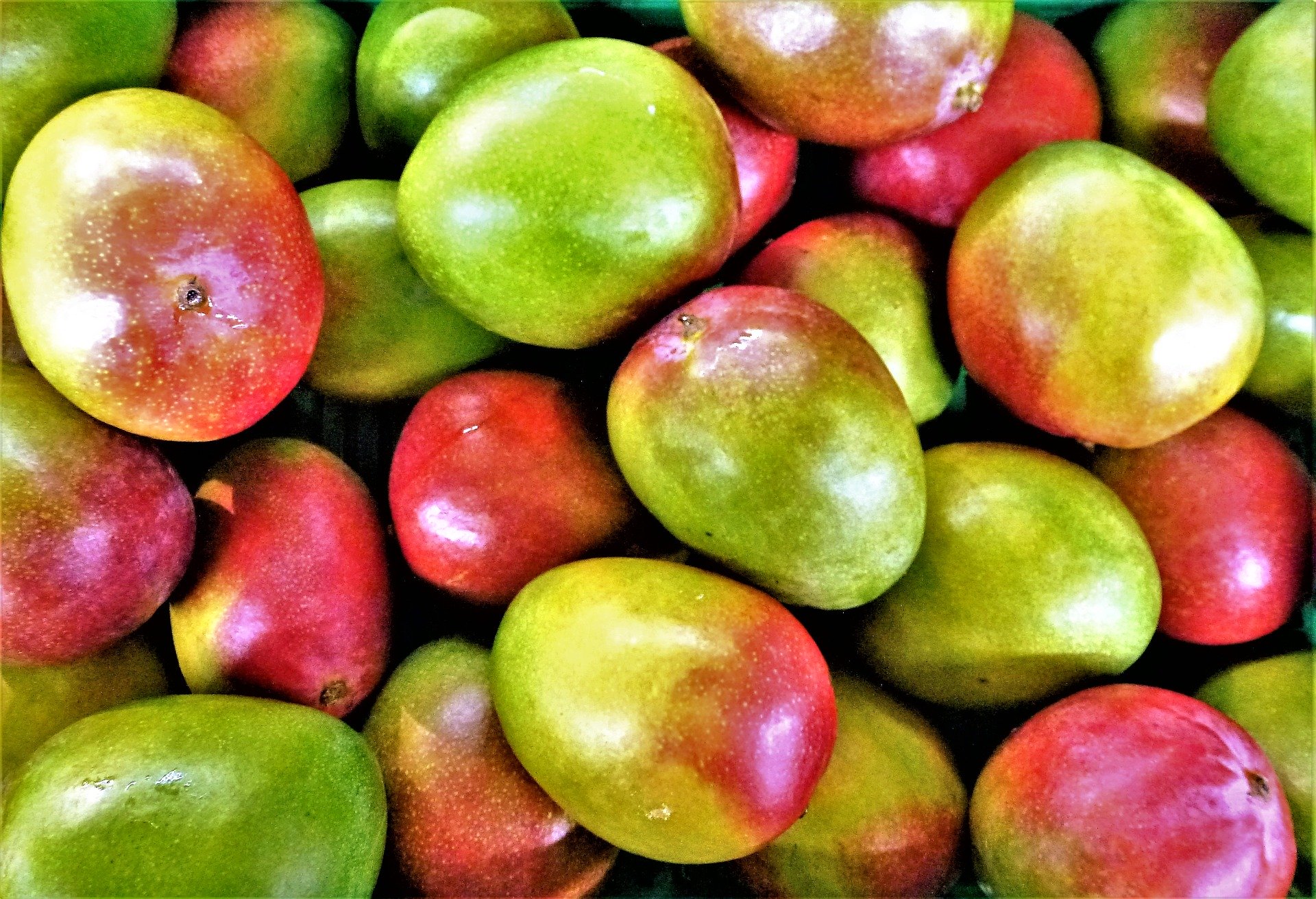 
          Les mangues ivoiriennes arrivent sur le marché européen