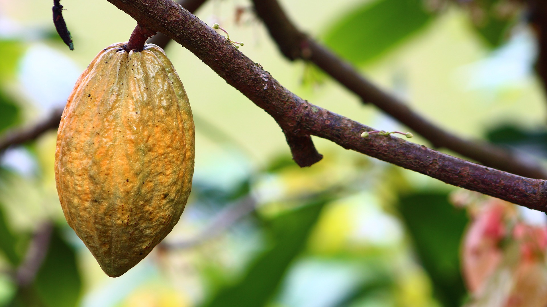 
          La crise du Covid-19 fait craindre pour la sécurité sanitaire des planteurs de cacao ivoiriens; une crainte qui s’étend tout doucement à leur sécurité alimentaire.