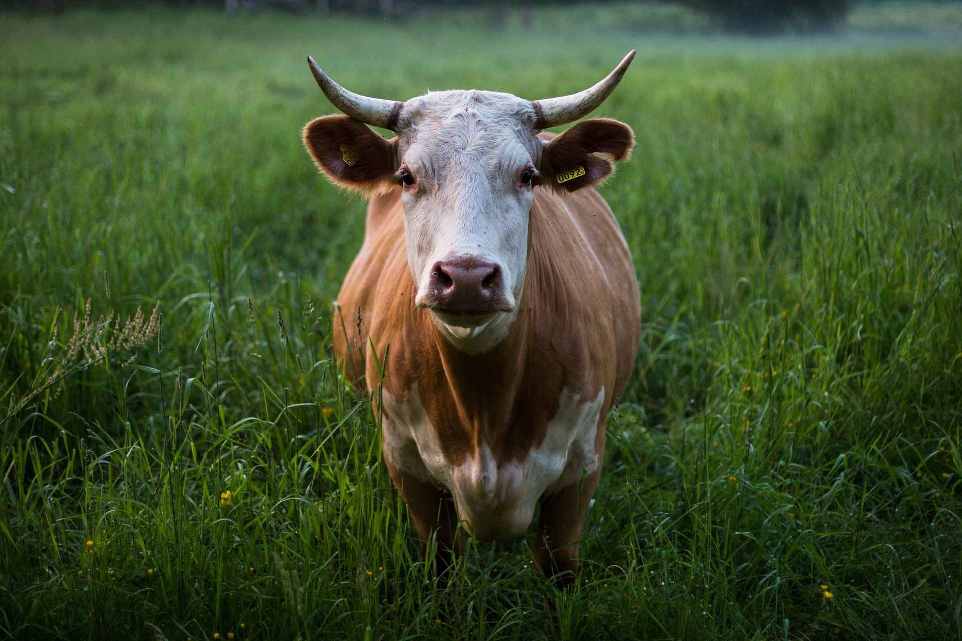 
          Revue des marchés du 13 Mai 2020 : Le bœuf