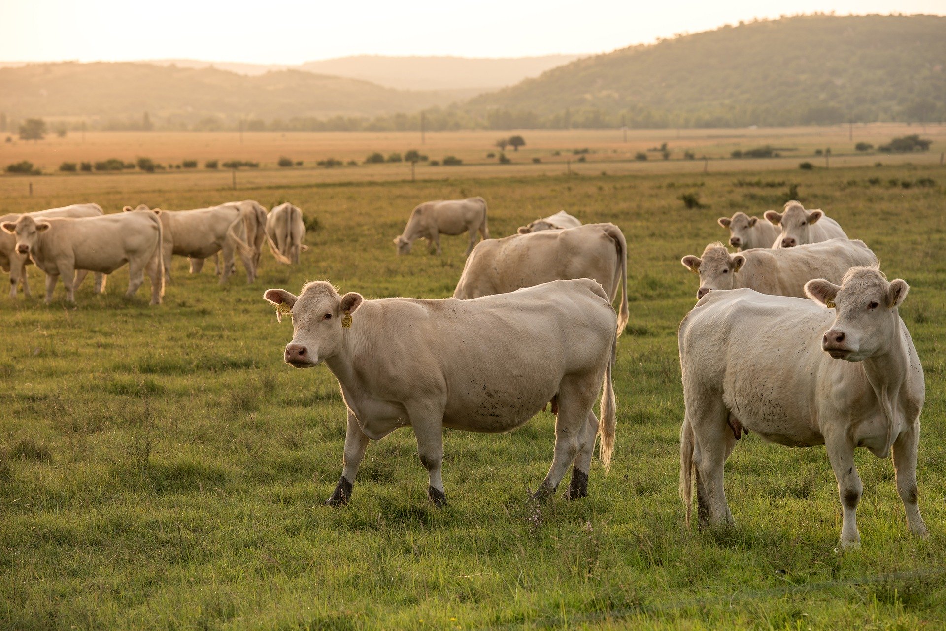 
          Revue des marchés du 14 Mai 2020 : Le bœuf