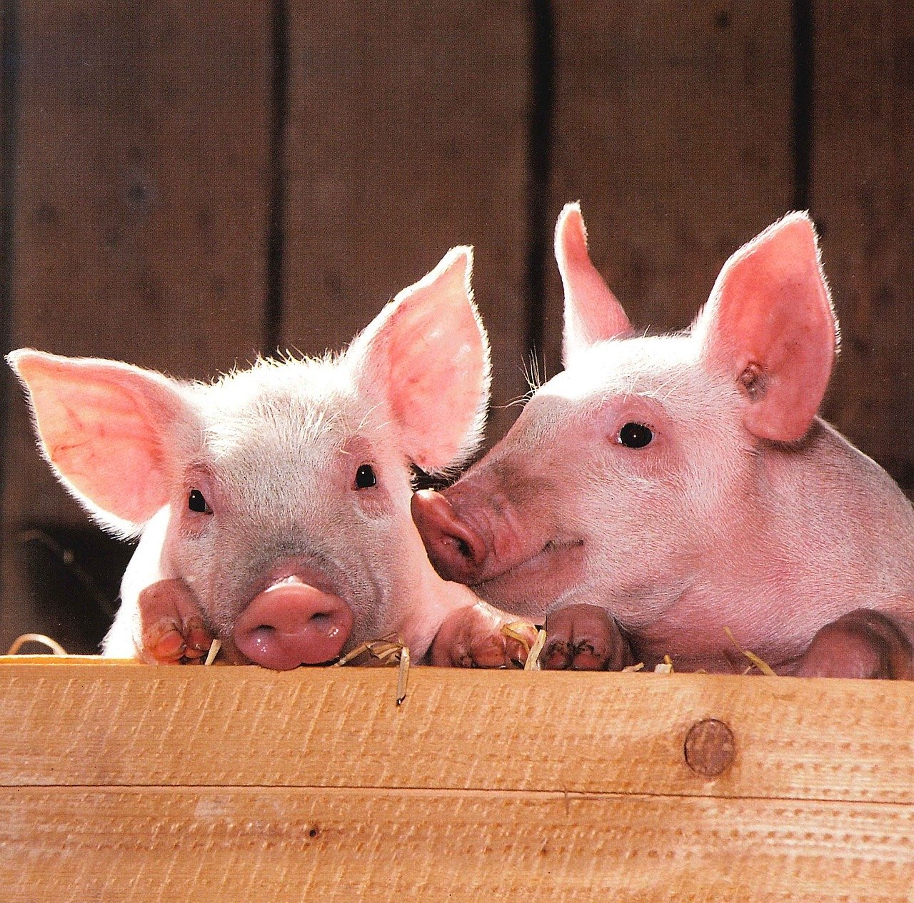 
          Revue des marchés du 14 Mai 2020 : Le porc