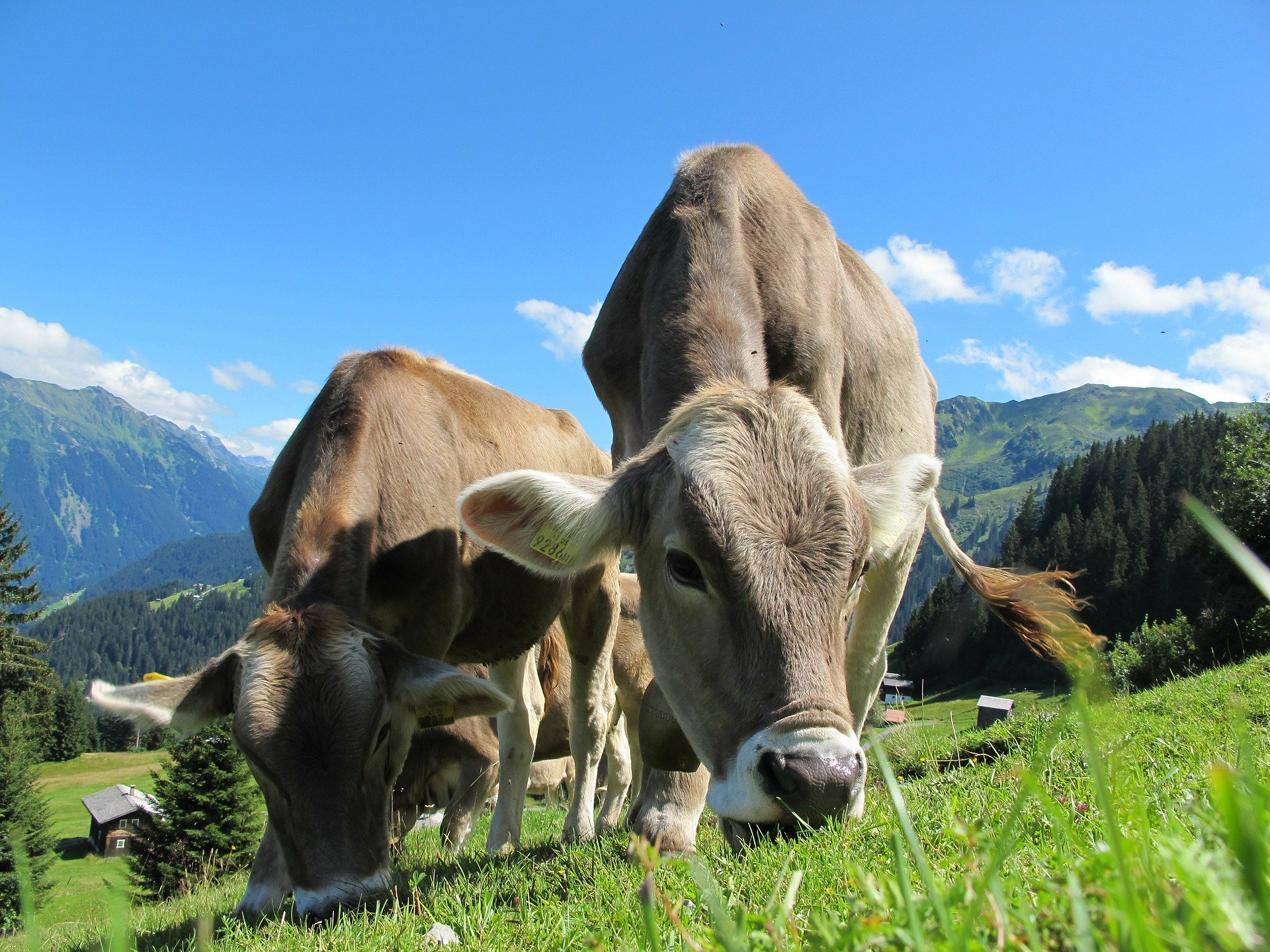 
          Revue des marchés du 18 Mai 2020 : Le bœuf