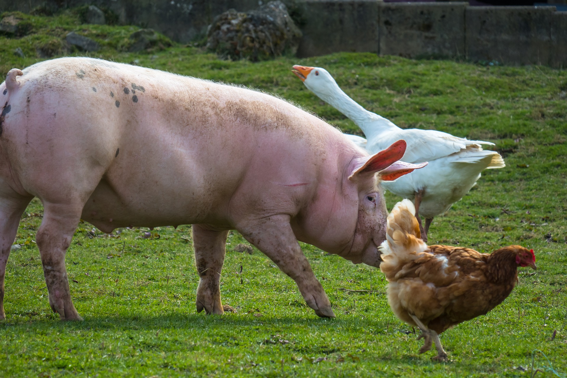
          Revue des marché du 22 Mai 2020 : Le Porc 