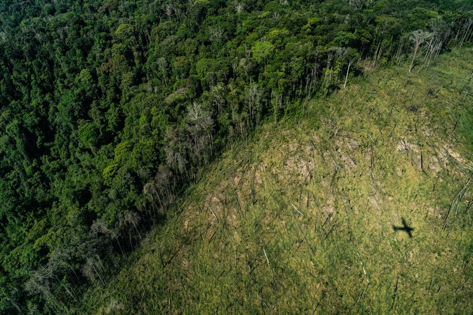 
            Le Cese (Conseil économique, social et environnemental) propose de diminuer les aides aux élevages qui recourent au soja importé