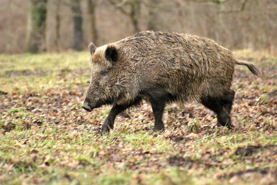 
            La Nouvelle-Aquitaine lance la chasse aux sangliers et aux chevreuils avec plus de deux mois en avance