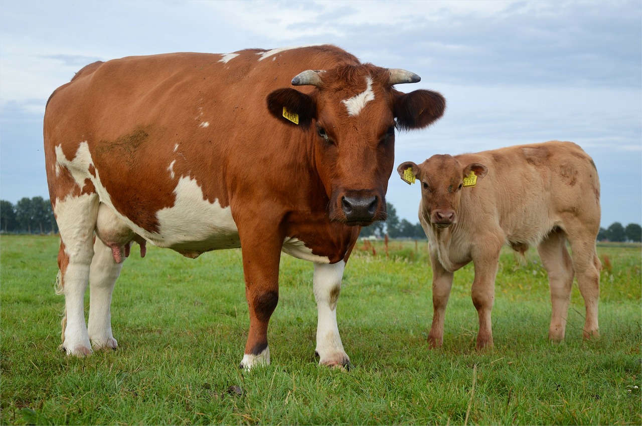 
          Revue des marchés du 4 Juin 2020 : Le bœuf