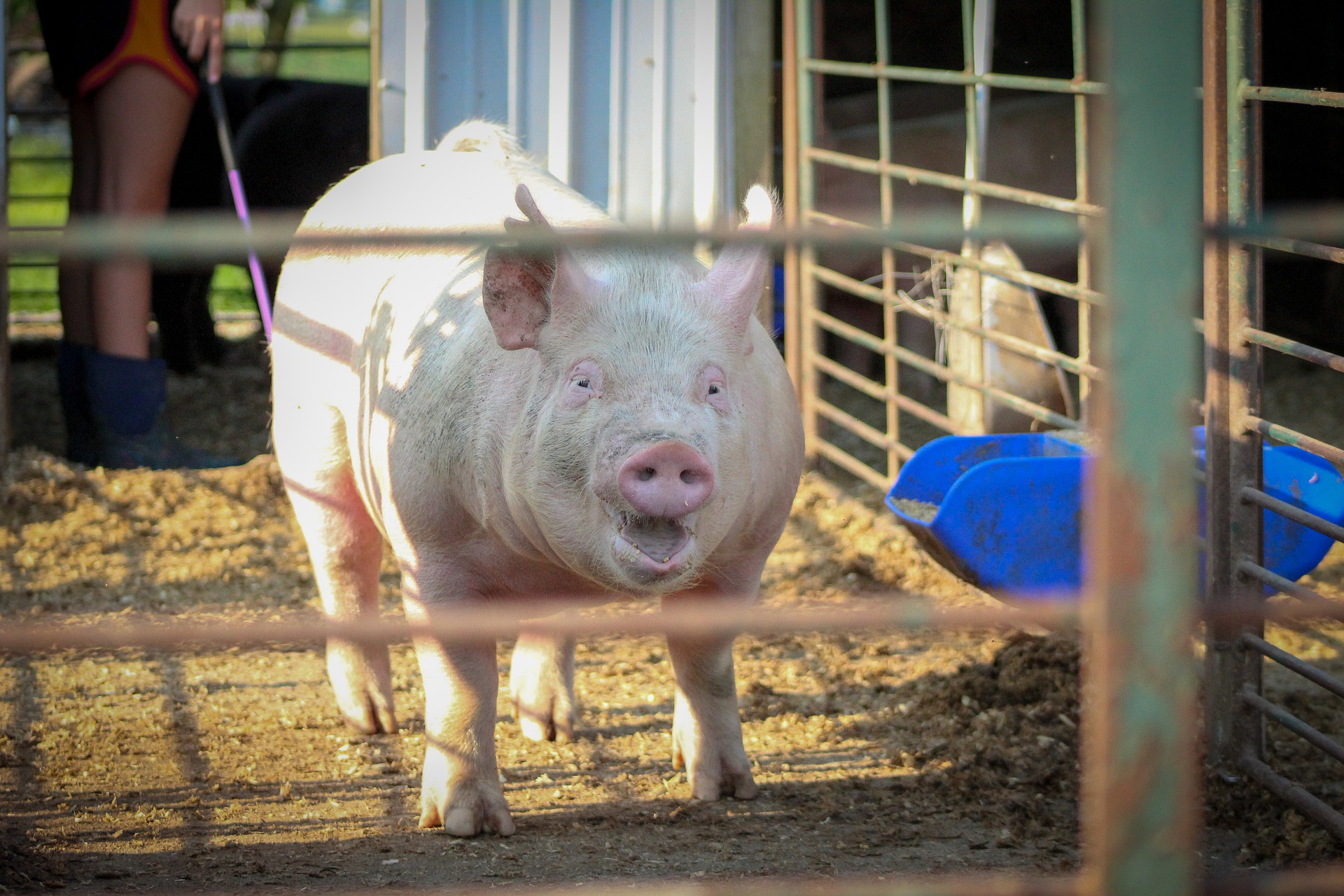 
          Revue des marchés du 4 Juin 2020 : Le Porc