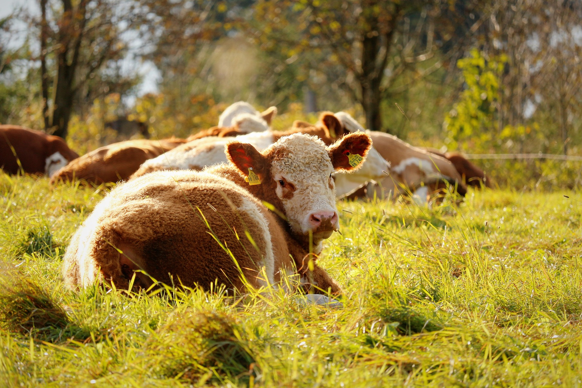 
          Revue des marchés du 12 Juin 2020 : Le bœuf 