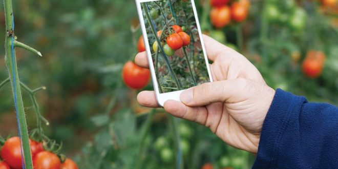 
          La technologie dans la course pour la lutte contre les ravageurs et les maladies
