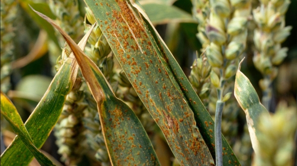 
          LA ROUILLE DU SORGHO, LA MALADIE LA PLUS REDOUTABLE DE LA PLANTE DE SORGHO EN AFRIQUE