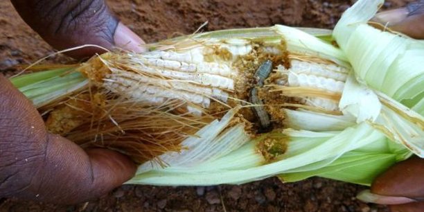 
          L’INVASION DE LA CHENILLE LÉGIONNAIRE EN AFRIQUE  : IMPACT DANS LA PRODUCTION DU MAÏS