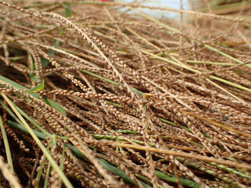 
          CULTURE DU FONIO EN AFRIQUE : DE LA PRÉPARATION DU SOL JUSQU’À LA RÉCOLTE DES GRAINS