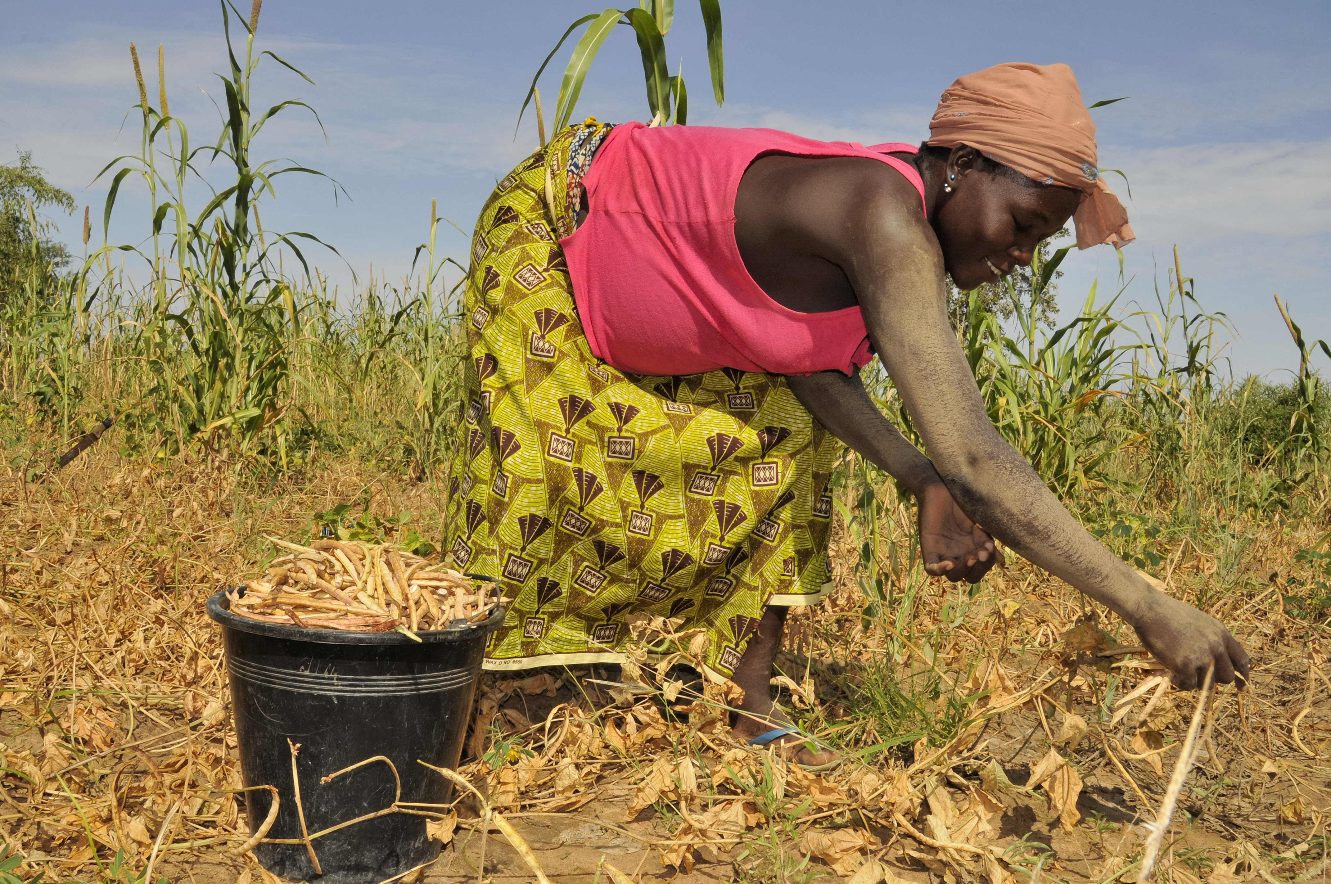 
            MIEUX GÉRER L’APRÈS RÉCOLTE DU NIÉBÉ AFIN DE RÉUSSIR SON STOCKAGE
