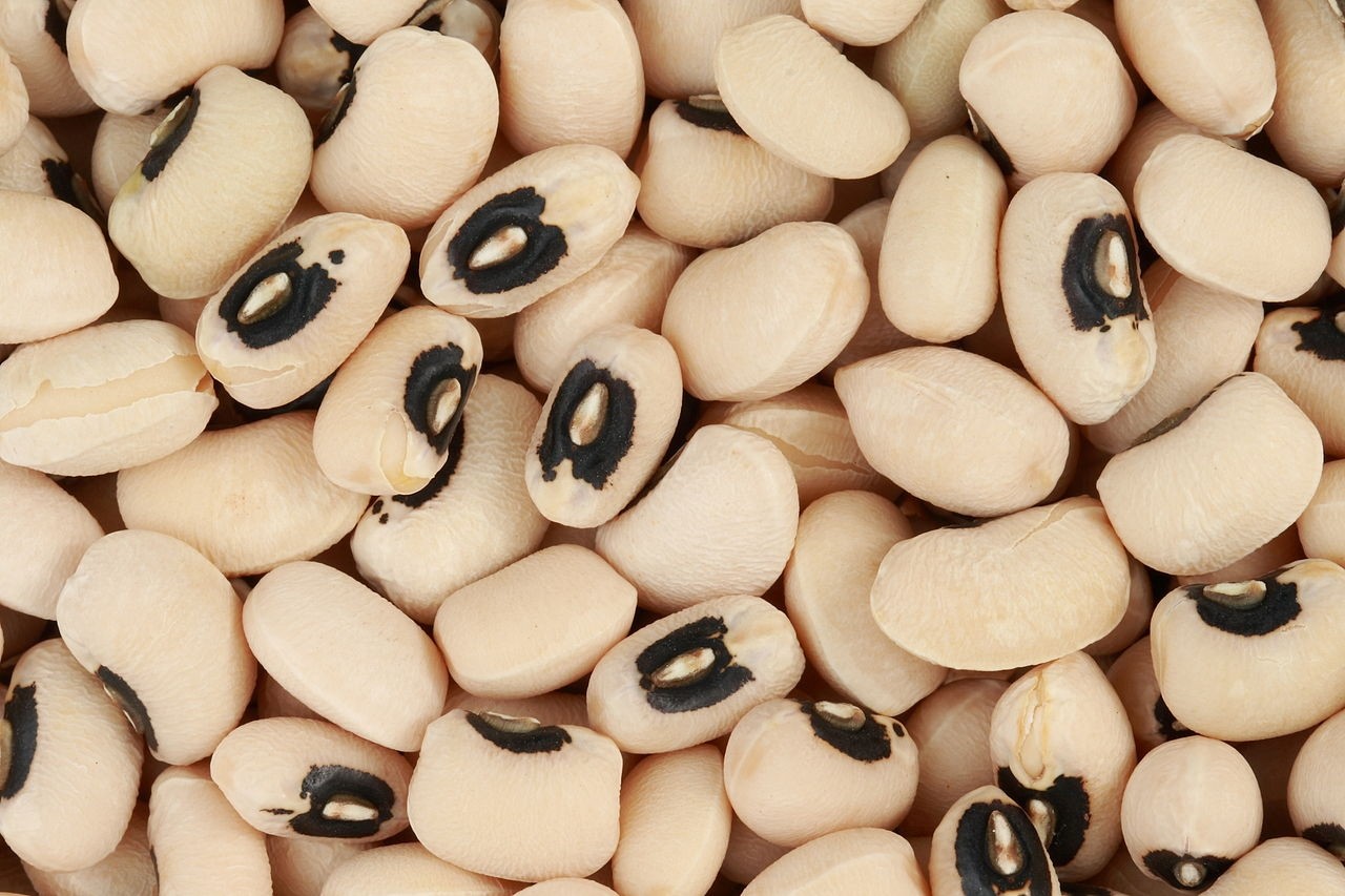 
           ASTUCES SIMPLES ET EFFICACES POUR UNE BONNE CONSERVATION DU NIÉBÉ SANS UTILISATION DE PRODUITS CHIMIQUES