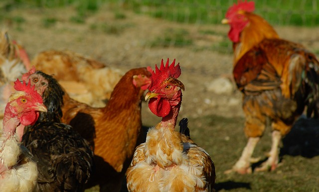 
            LA GRIPPE AVIAIRE REFAIT SURFACE ; ALERTE MAXIMALE POUR LES ÉLEVEURS FRANÇAIS