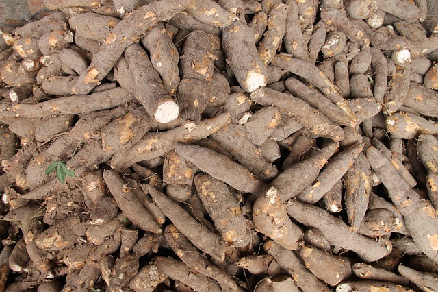 
            DIFFÉRENTES ASTUCES POUR UNE  CONSERVATION DU MANIOC AFIN QUE LES RACINES DEMEURENT FRAÎCHES