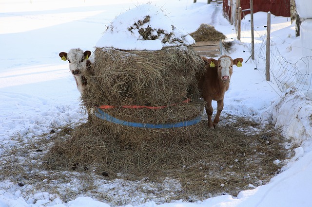 
          GESTION DES BOVINS EN PÉRIODE D’HIVER POUR LES MAINTENIR EN BONNE SANTÉ