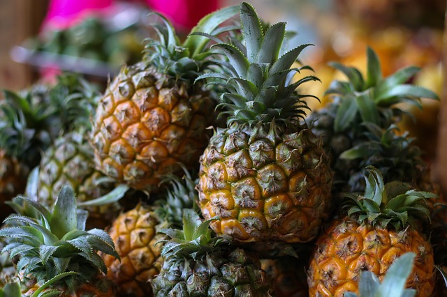 
          EXIGENCES TECHNIQUES POUR RÉUSSIR LA CULTURE DE L’ANANAS EN AFRIQUE