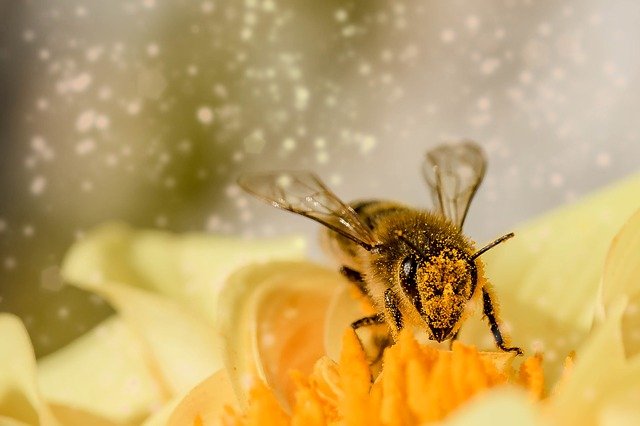 
          RÉUSSIR LA RÉCOLTE DU MIEL SANS TOUTEFOIS PERTURBER LES COLONIES D’ABEILLES