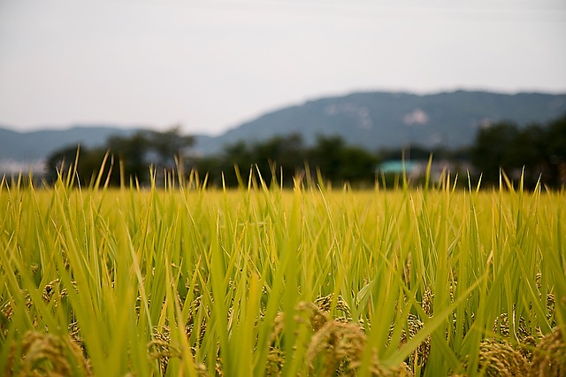 
          RÉUSSIR LA CULTURE DU RIZ PLUVIAL AU TOGO